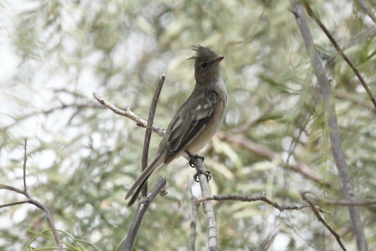 White-crested Elaenia (Peruvian) - ML608933222