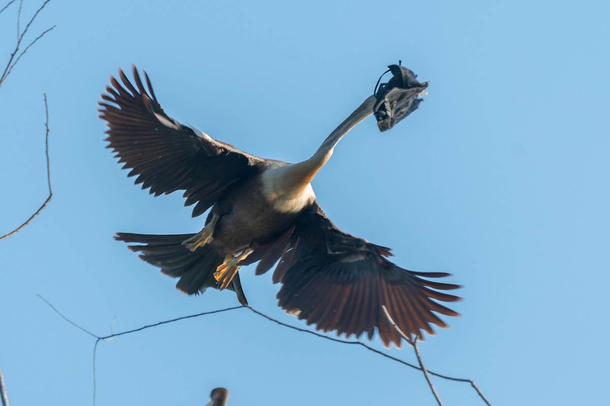 Anhinga - Richard Rulander