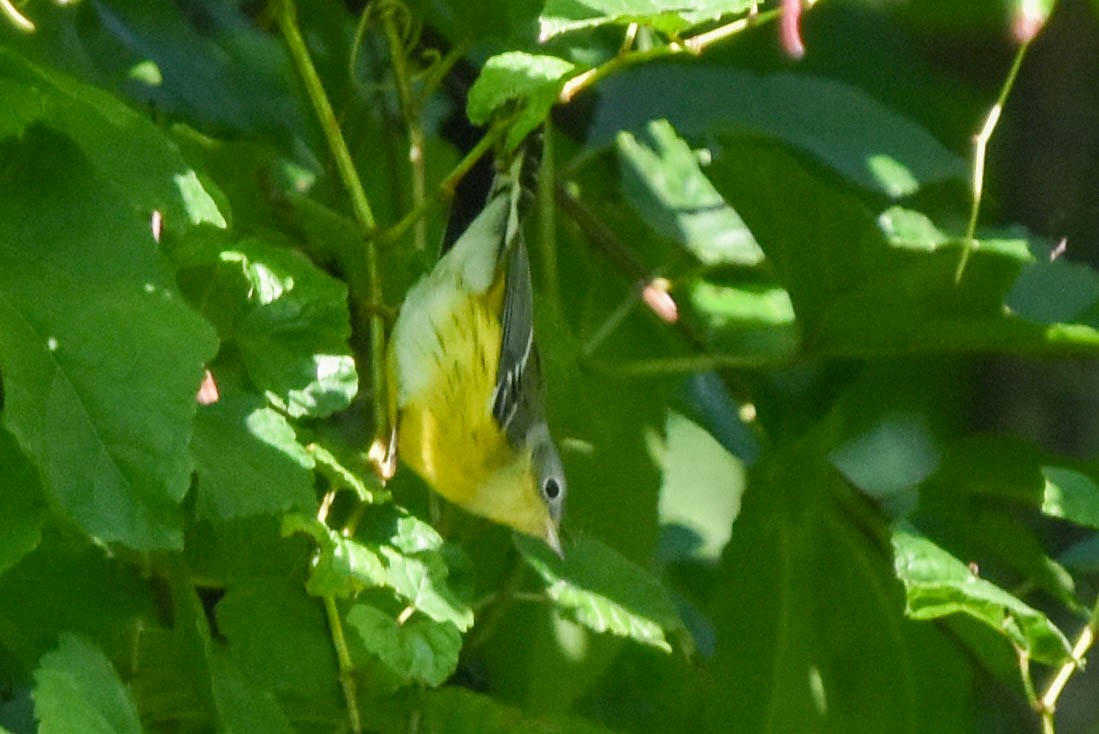 Magnolia Warbler - ML608933597