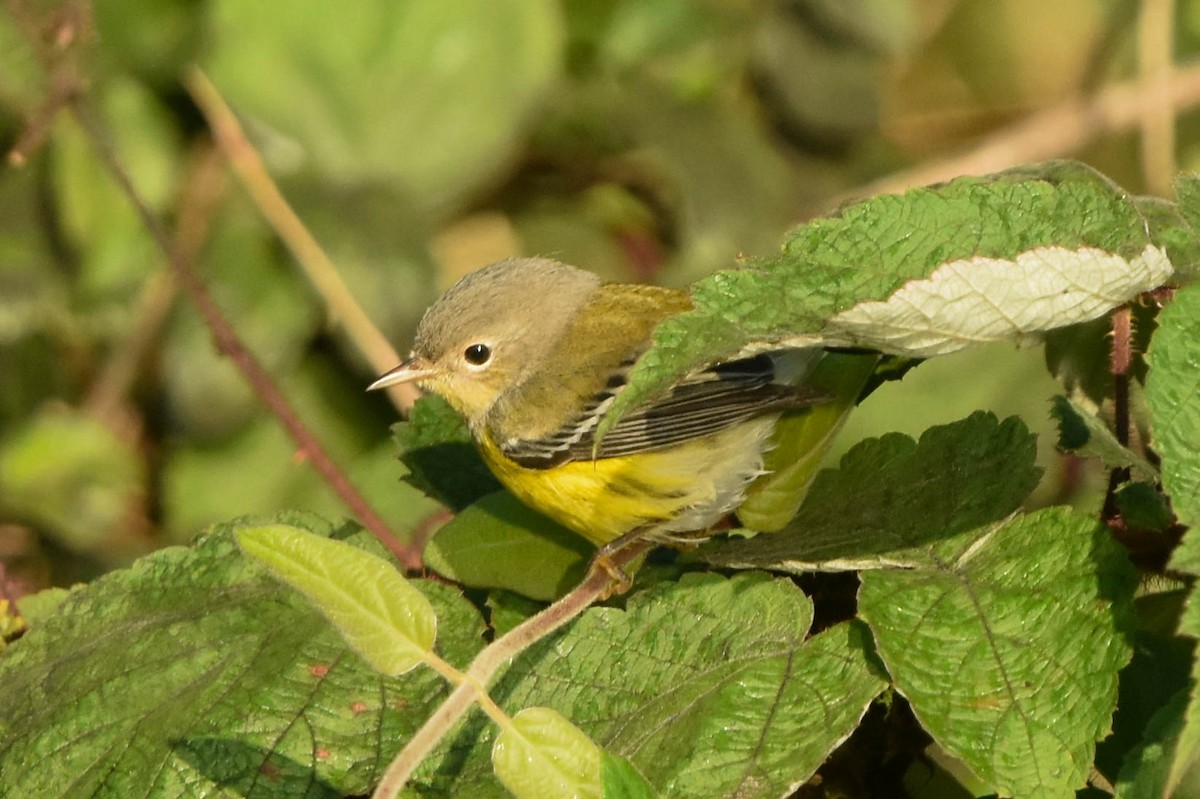 Magnolia Warbler - ML608933598