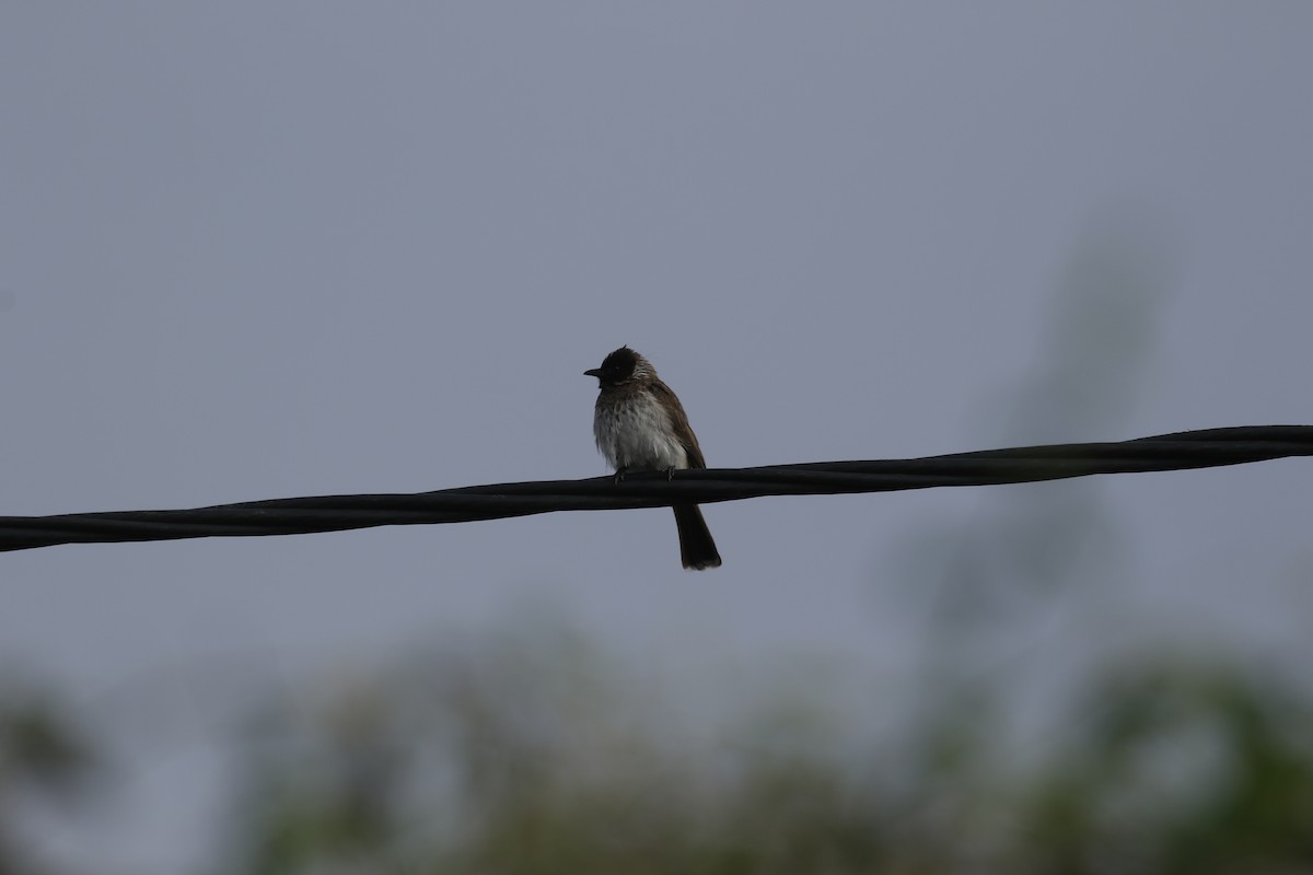 Bulbul des jardins (dodsoni) - ML608933682