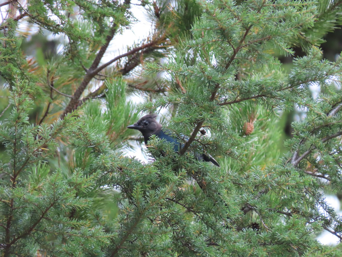 Steller's Jay - ML608933820