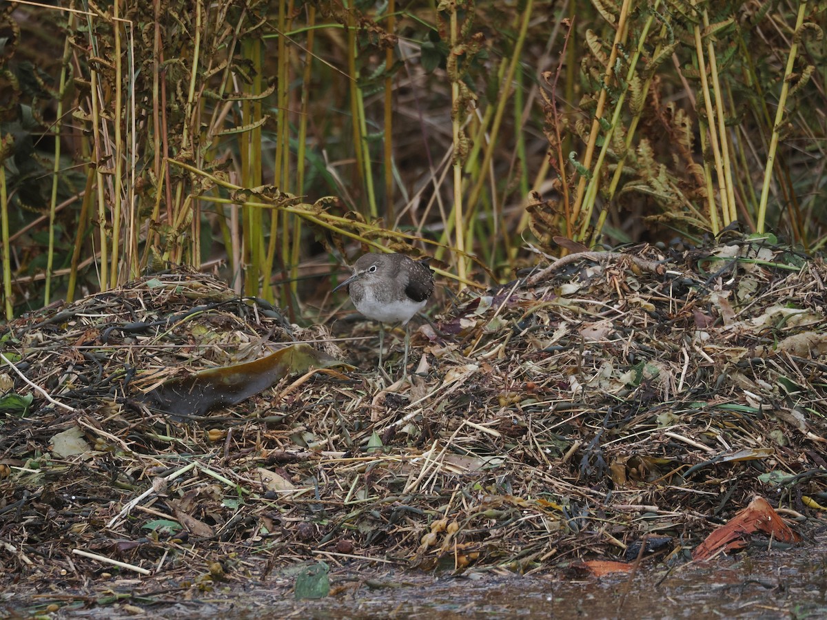 Solitary Sandpiper - ML608933924