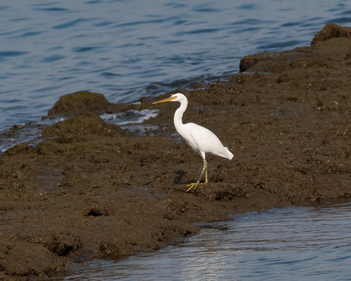 Pacific Reef-Heron - ML608933961