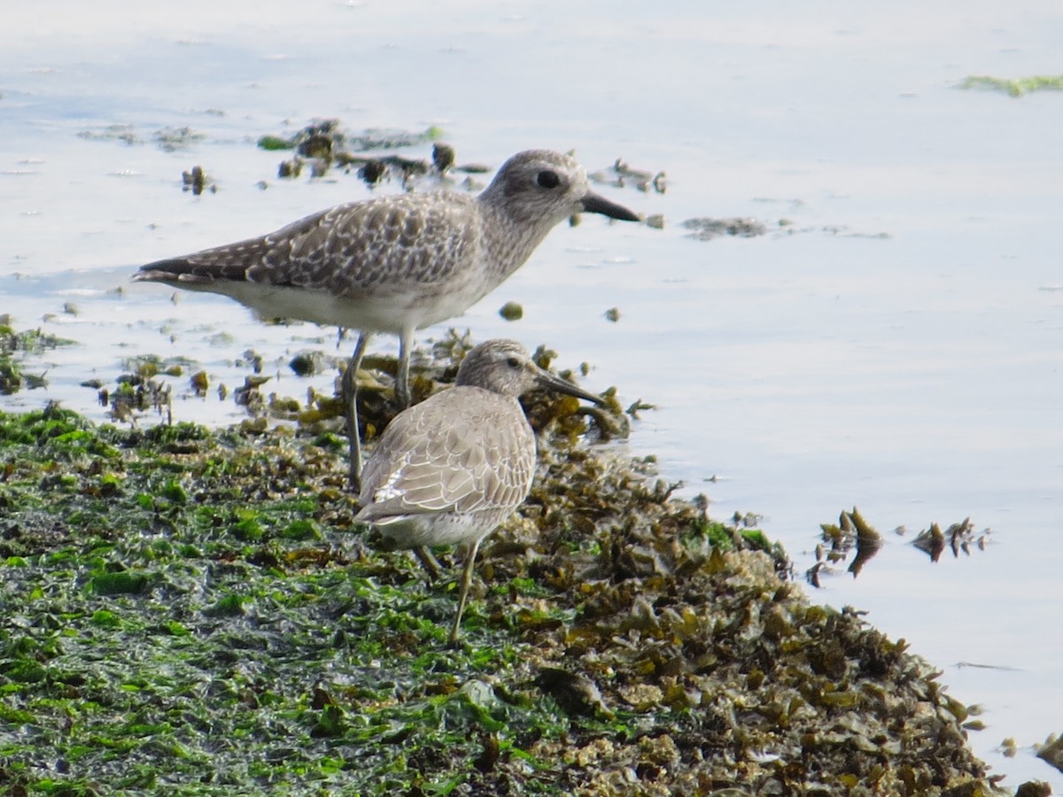 Red Knot - Evie Chauncey