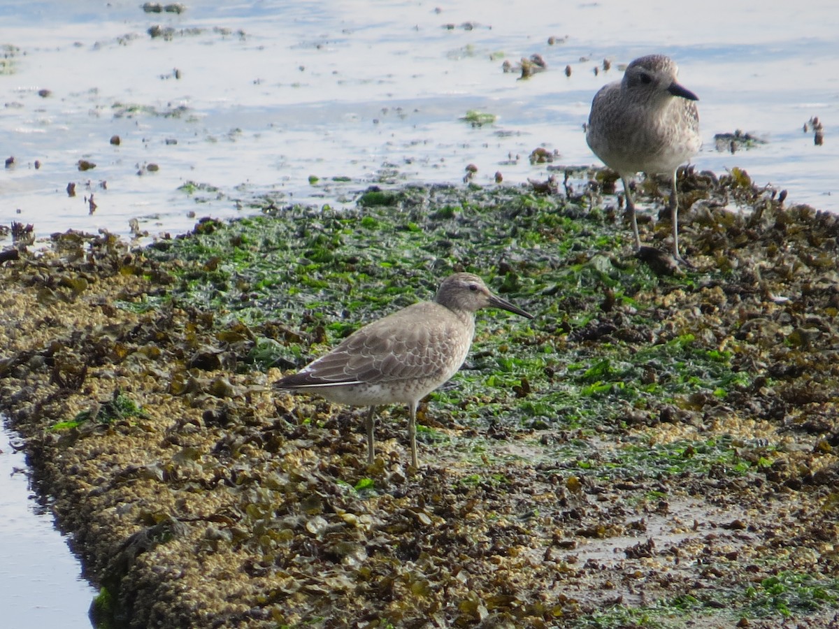 Red Knot - ML608934034