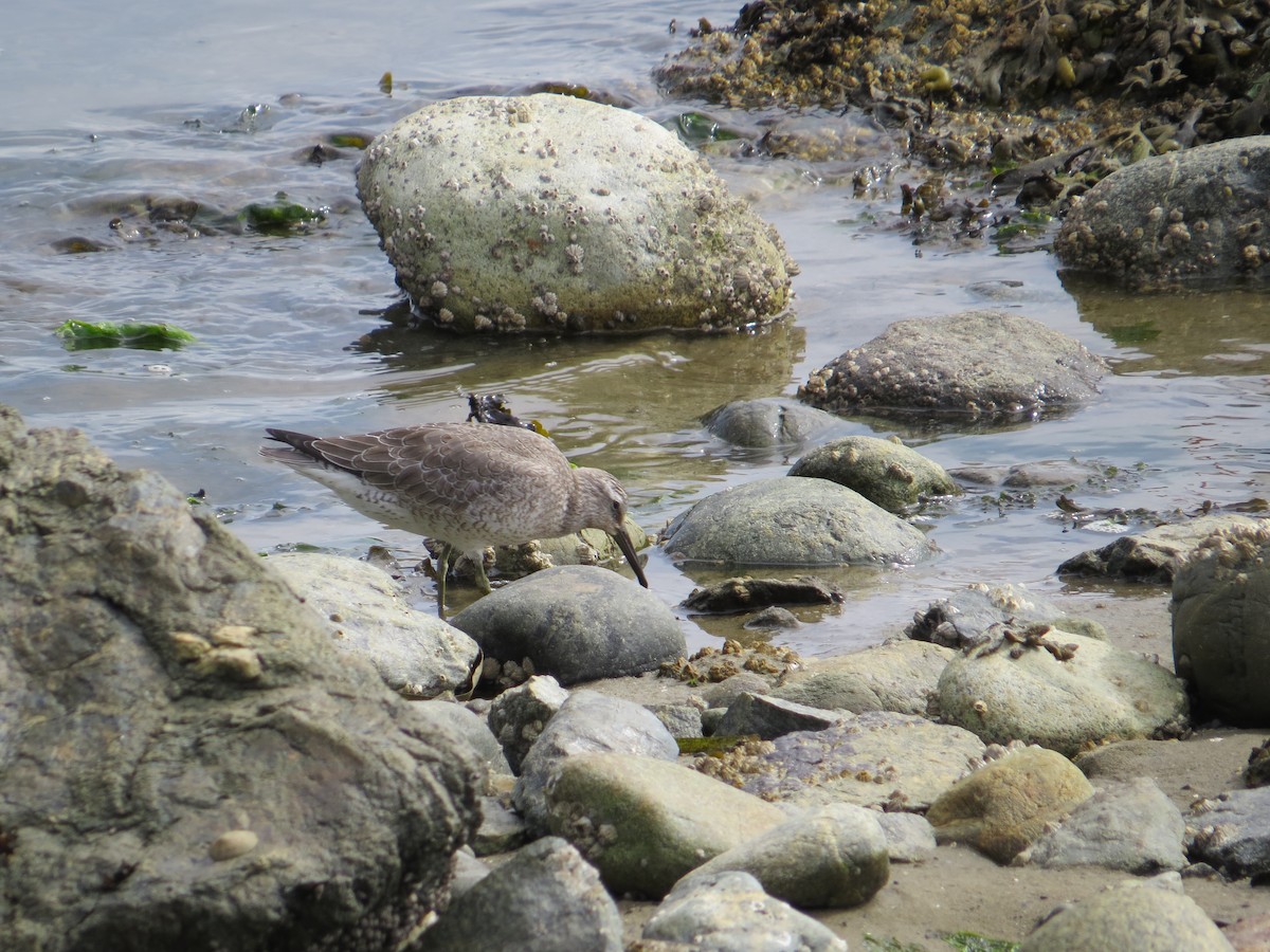 Red Knot - ML608934035