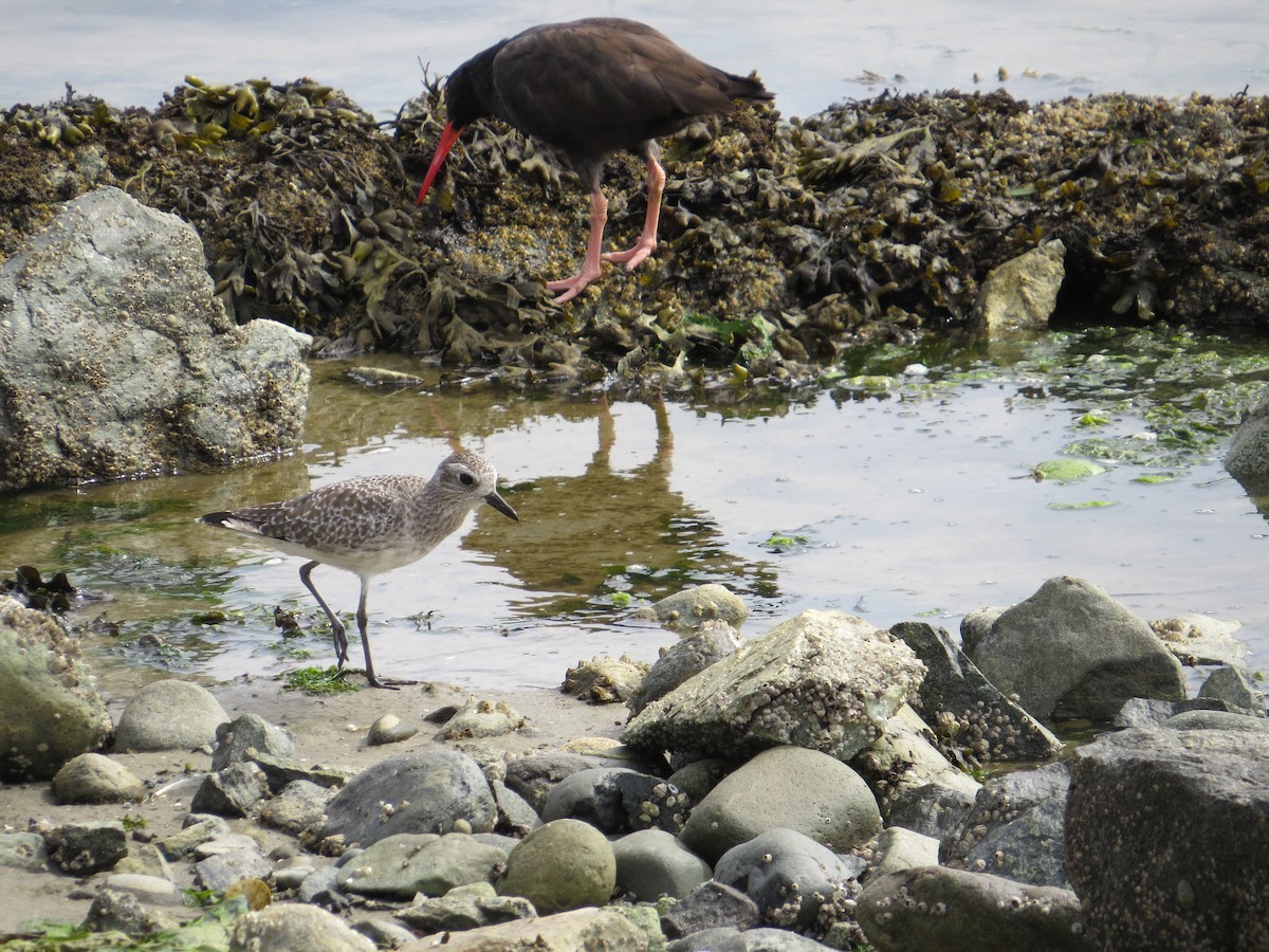 Black Oystercatcher - ML608934053