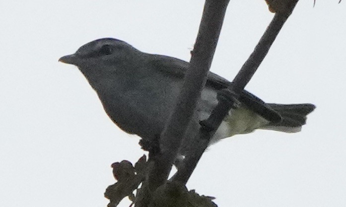 Warbling Vireo - ML608934106