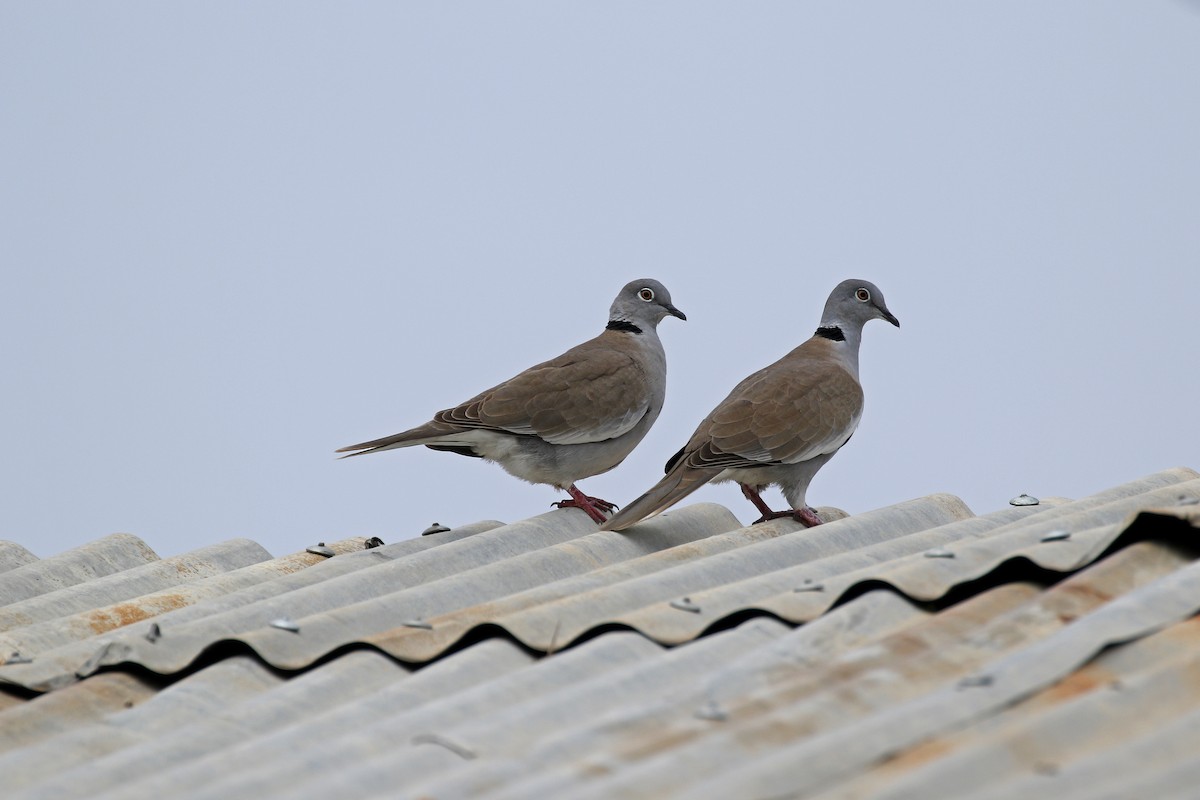 White-winged Collared-Dove - ML608934191