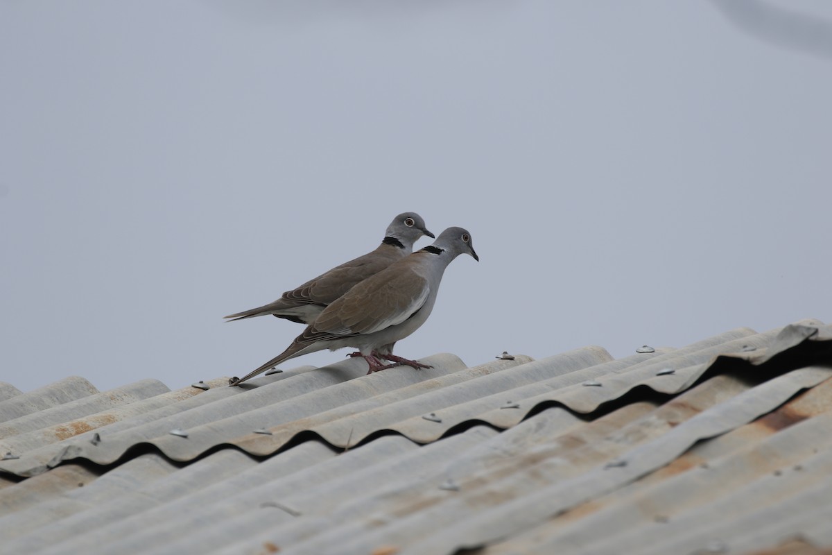 White-winged Collared-Dove - Daniel Booker