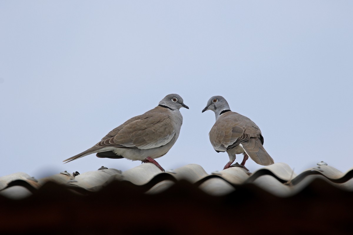 White-winged Collared-Dove - ML608934194