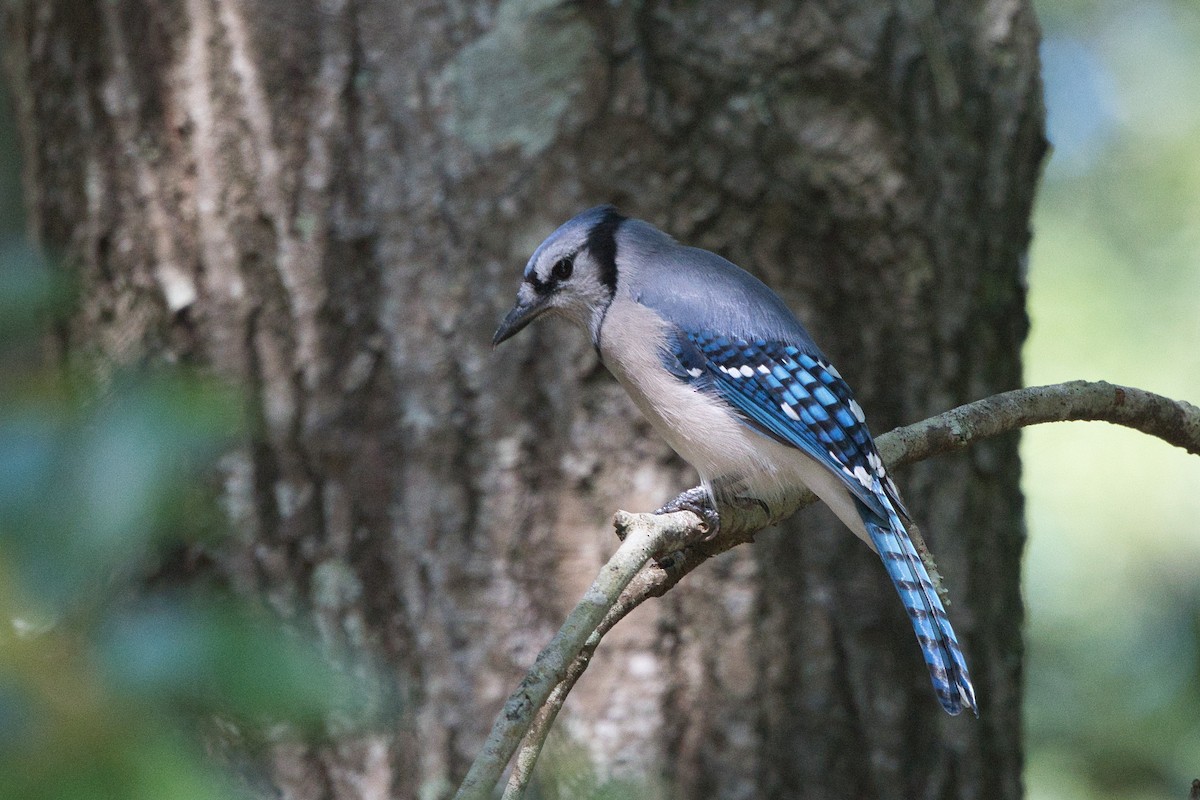 Blue Jay - Susan Markham