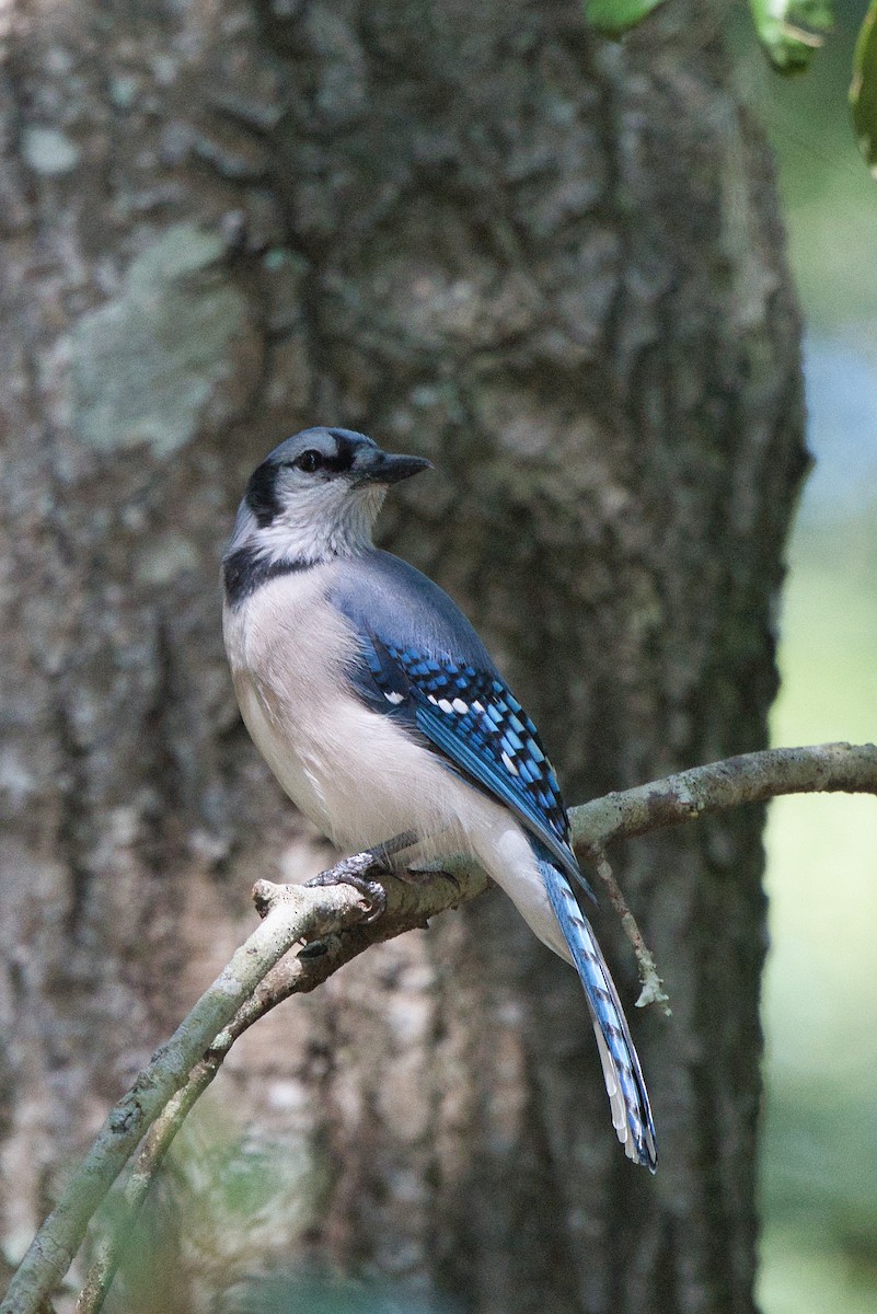 Blue Jay - ML608934215