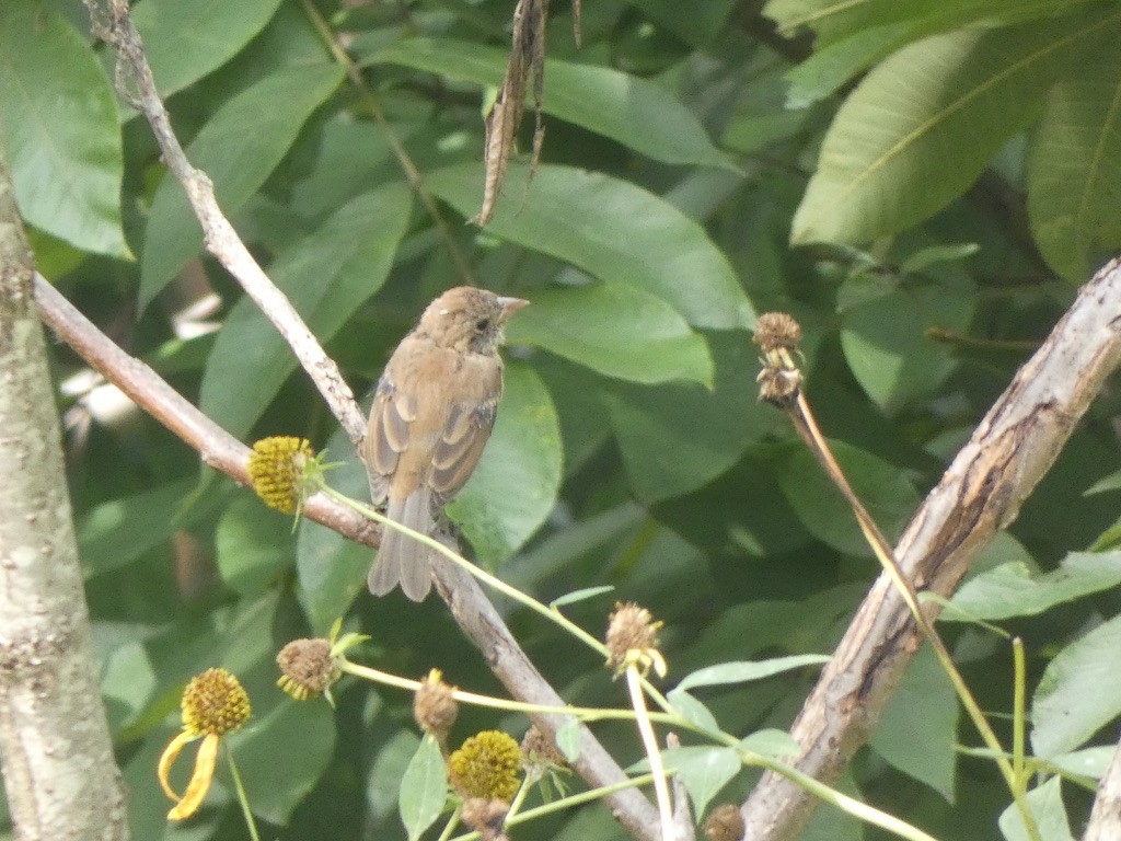 Indigo Bunting - ML608934217
