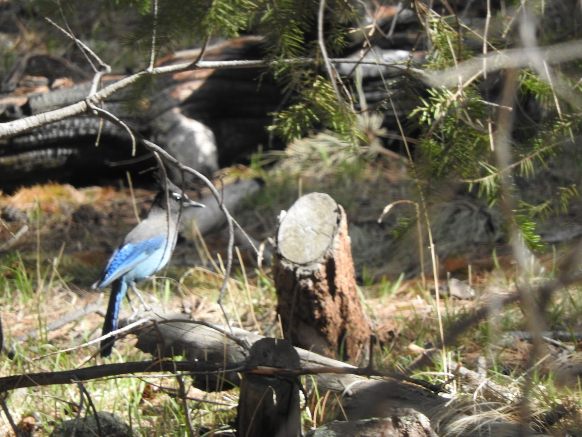 Steller's Jay - Jack Tordoff