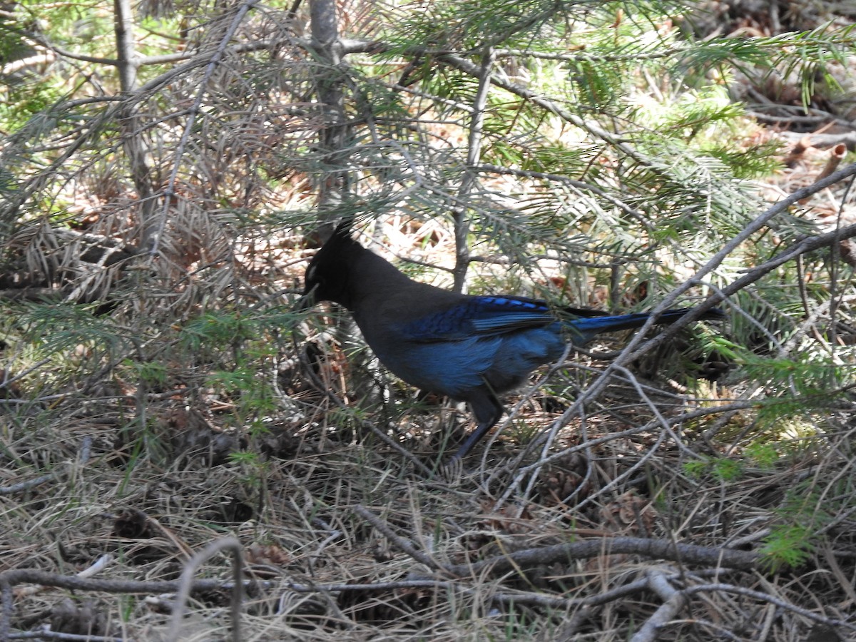 Steller's Jay - ML608934246