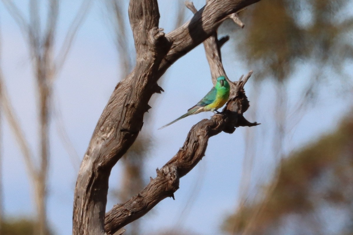 Red-rumped Parrot - ML608934262