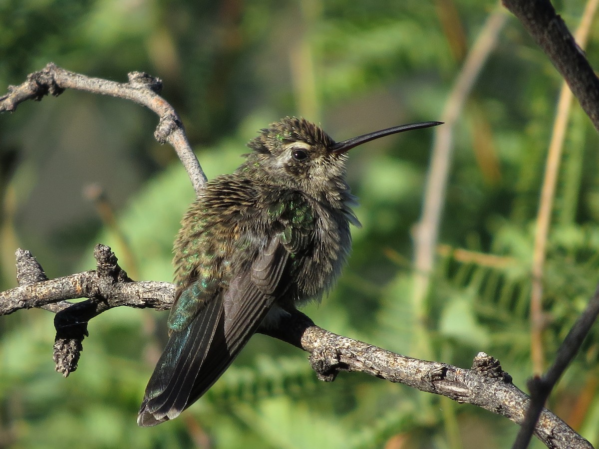 Broad-billed Hummingbird - ML608934304