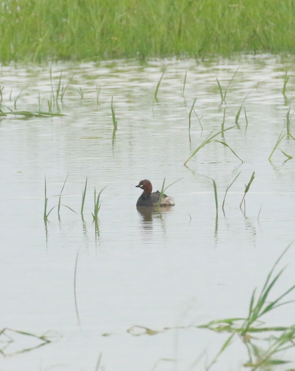 Little Grebe - shino jacob koottanad