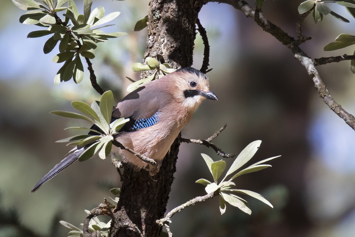 Eurasian Jay - ML608934459