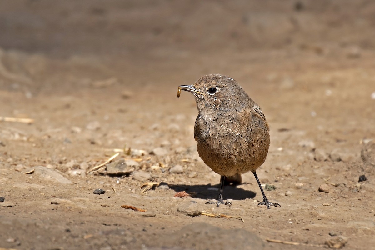 Black Redstart - ML608934557