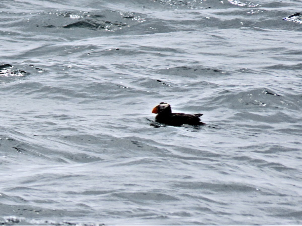 Tufted Puffin - ML608934559