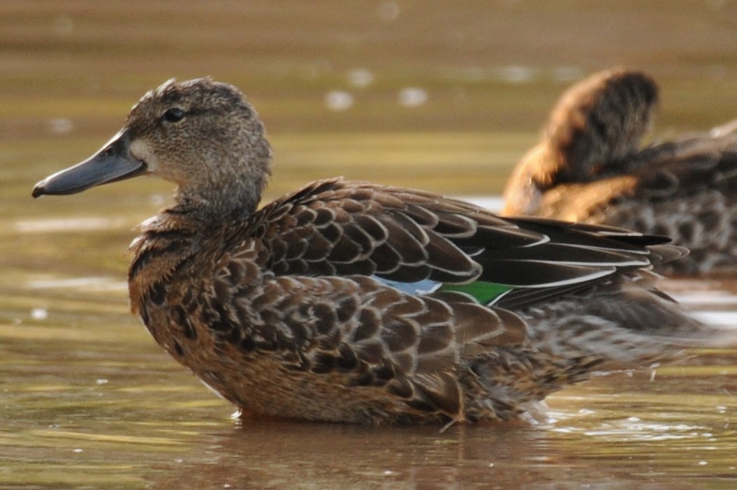 Blue-winged Teal - ML608934582