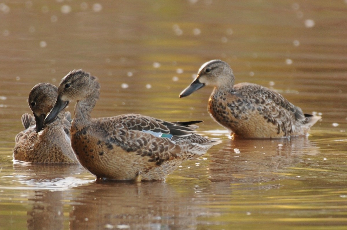 Blue-winged Teal - ML608934583