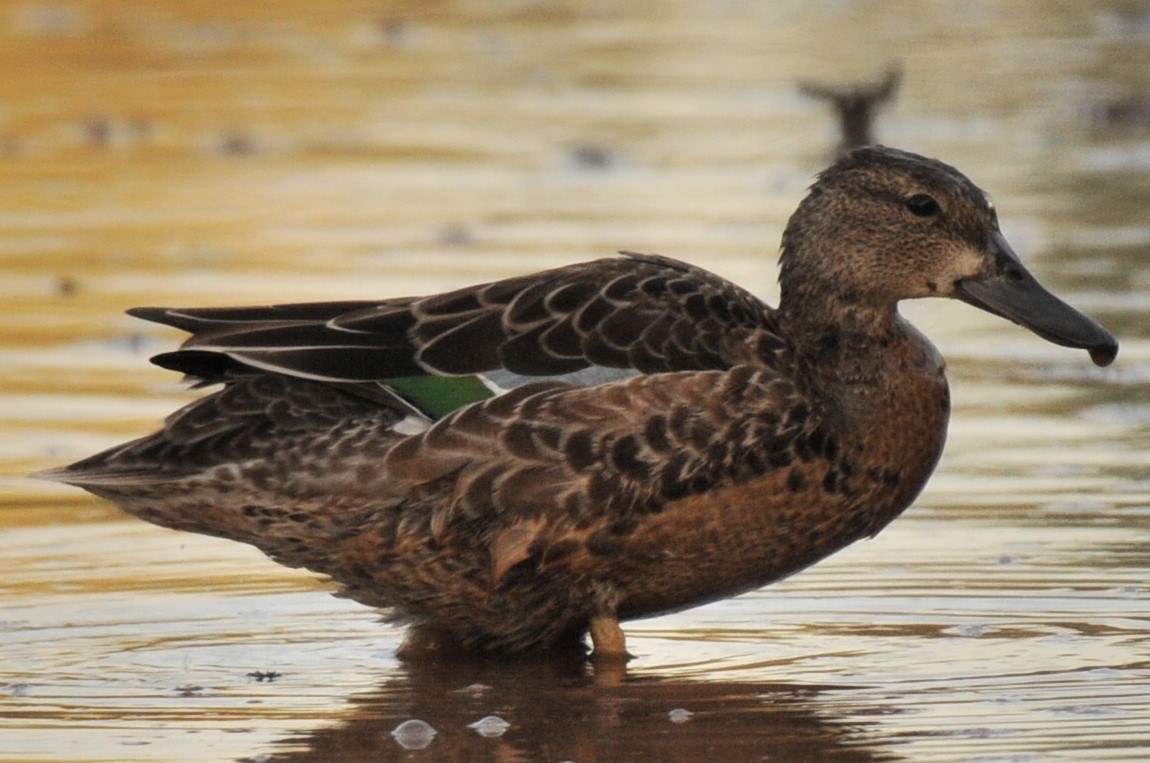 Blue-winged Teal - ML608934584