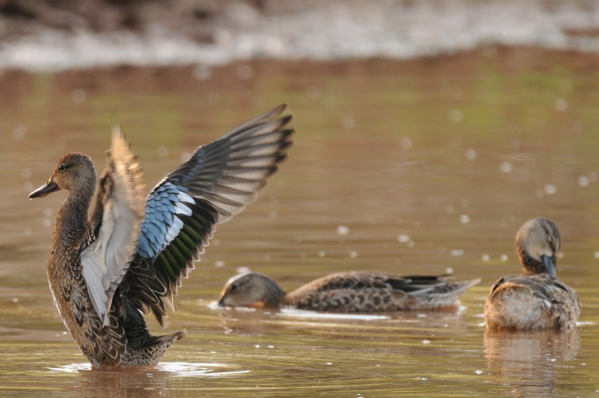 Blue-winged Teal - ML608934585