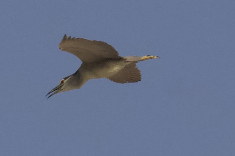 Black-crowned Night Heron - ML608934654