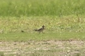 Buff-breasted Sandpiper - Gary Steinberg