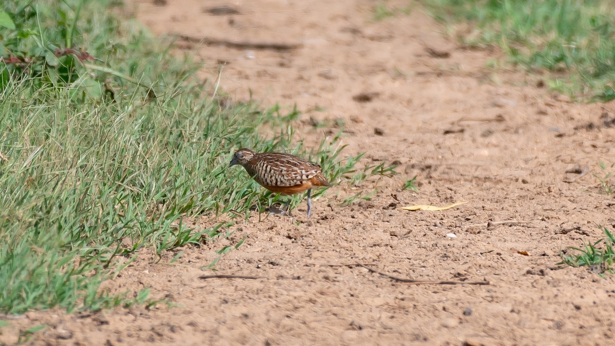 Barred Buttonquail - ML608934821