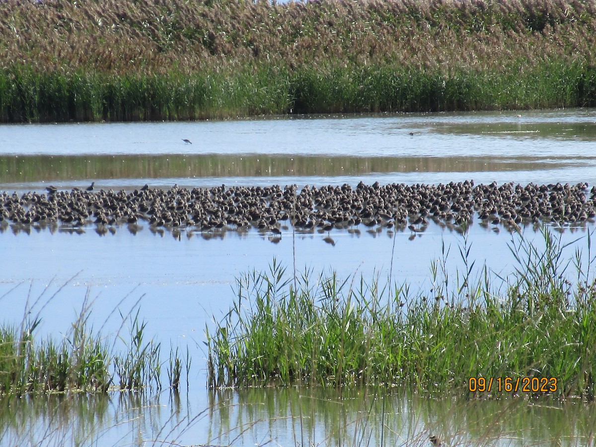 Long-billed Dowitcher - ML608934831