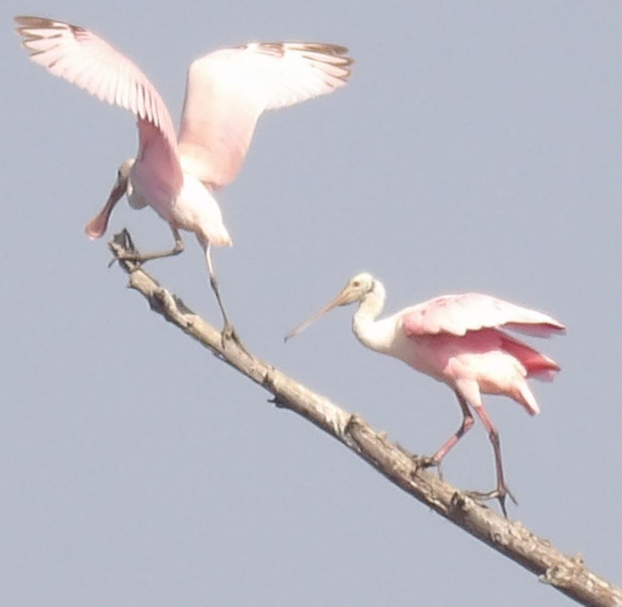 Roseate Spoonbill - Bobby Ingram