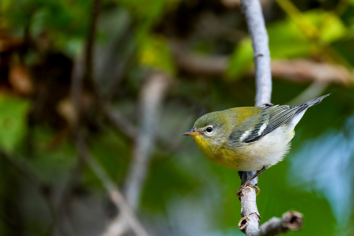 Northern Parula - ML608935022