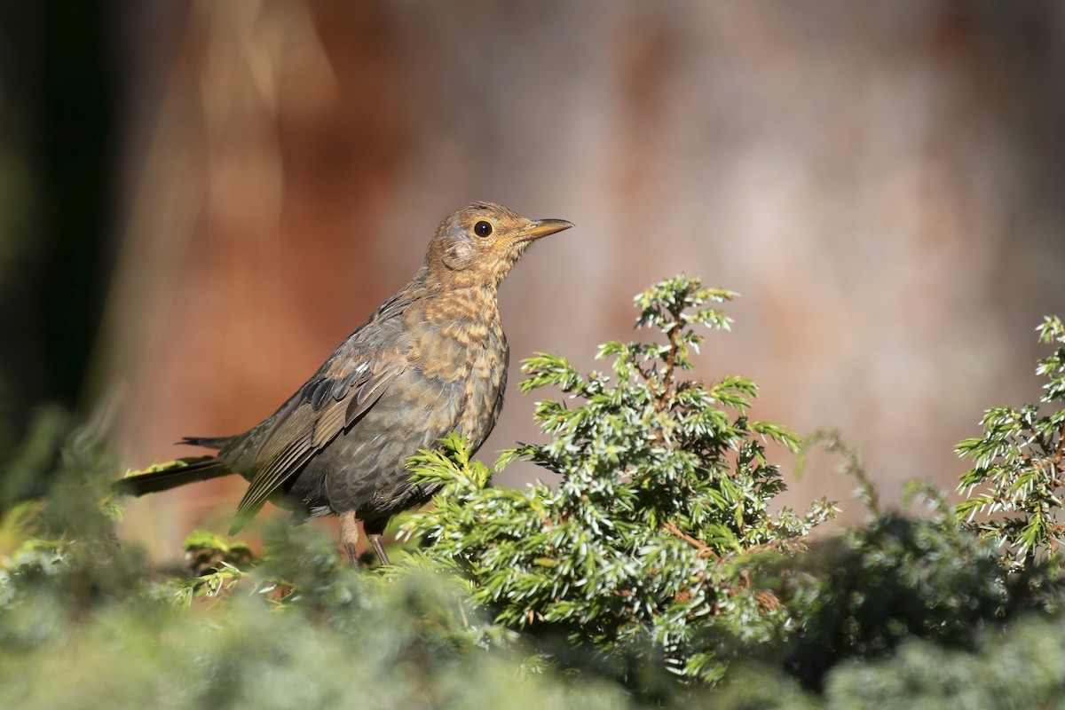 Eurasian Blackbird - ML608935031