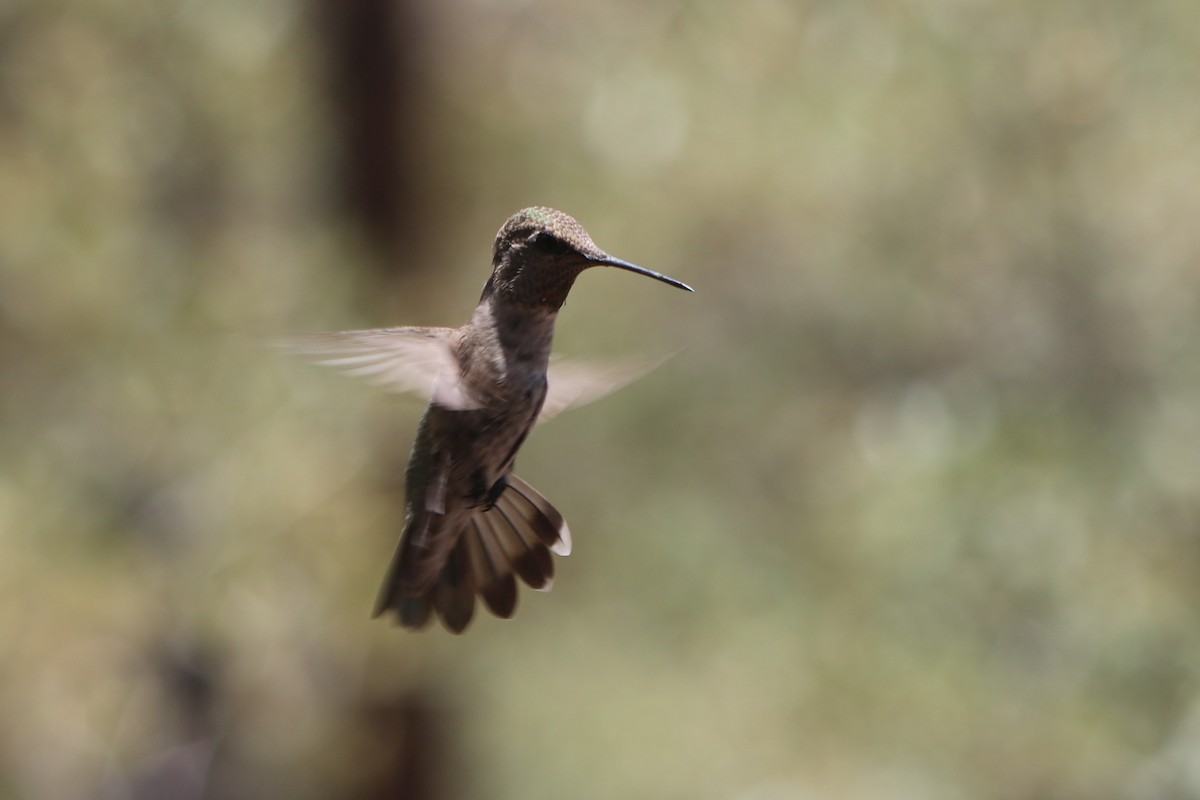 Broad-tailed Hummingbird - ML608935069