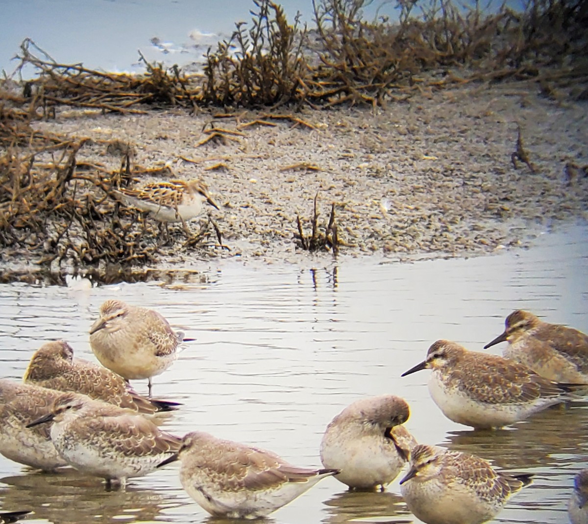 Little Stint - ML608935086