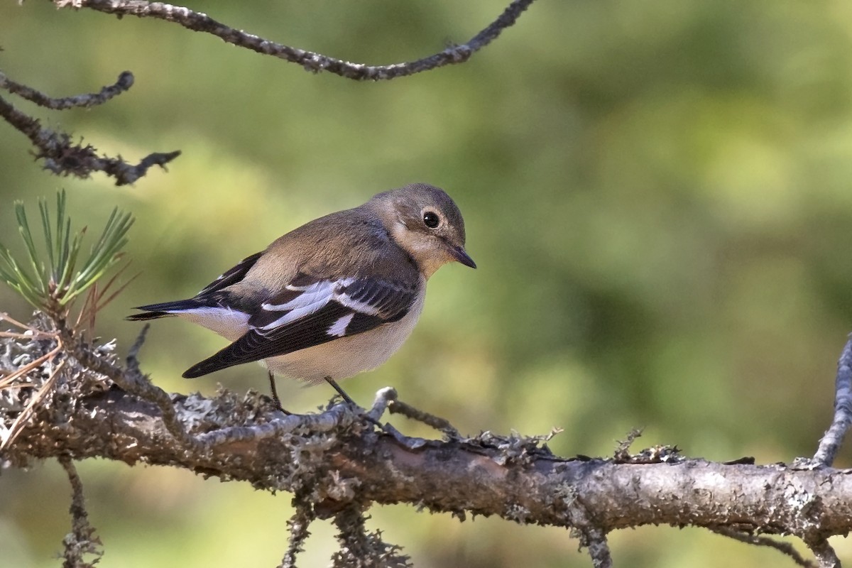 Collared Flycatcher - ML608935117