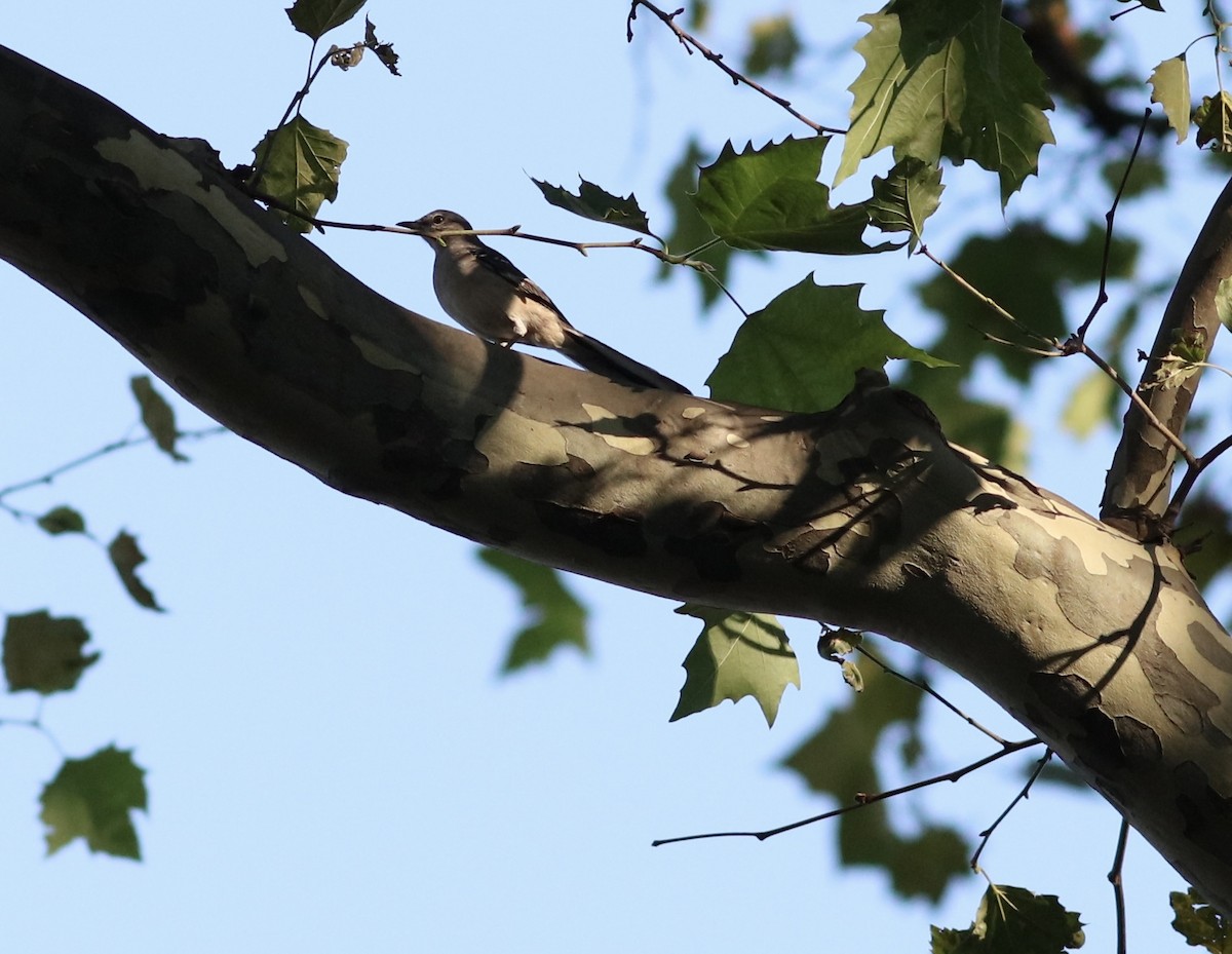 Northern Mockingbird - Parsley Steinweiss