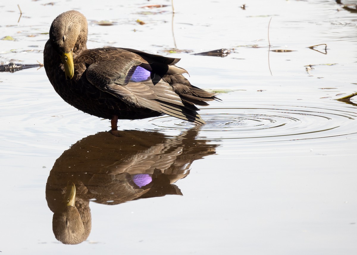 American Black Duck - ML608935255