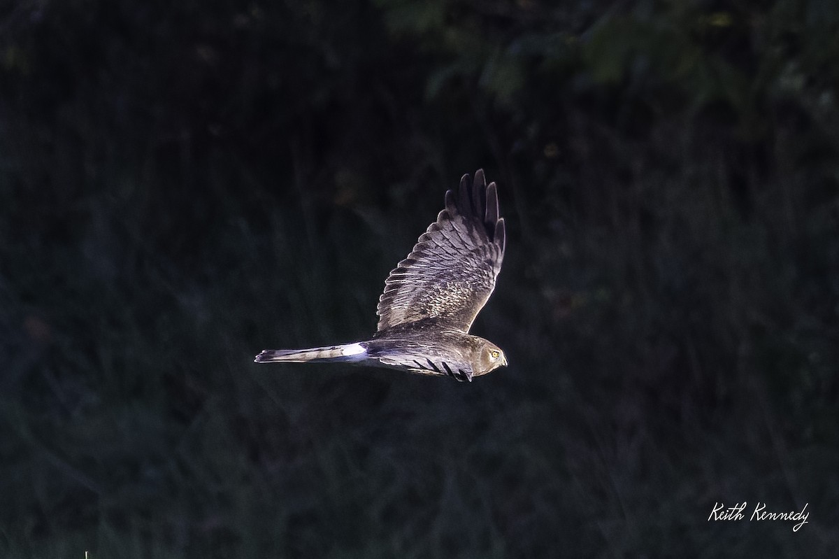 Northern Harrier - Keith Kennedy