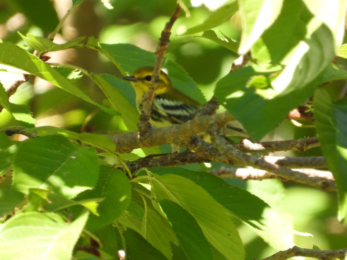 Black-throated Green Warbler - ML608935364