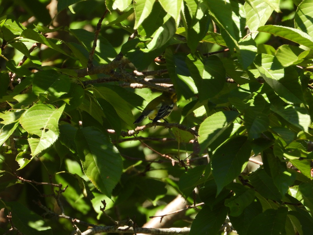 Black-throated Green Warbler - ML608935365