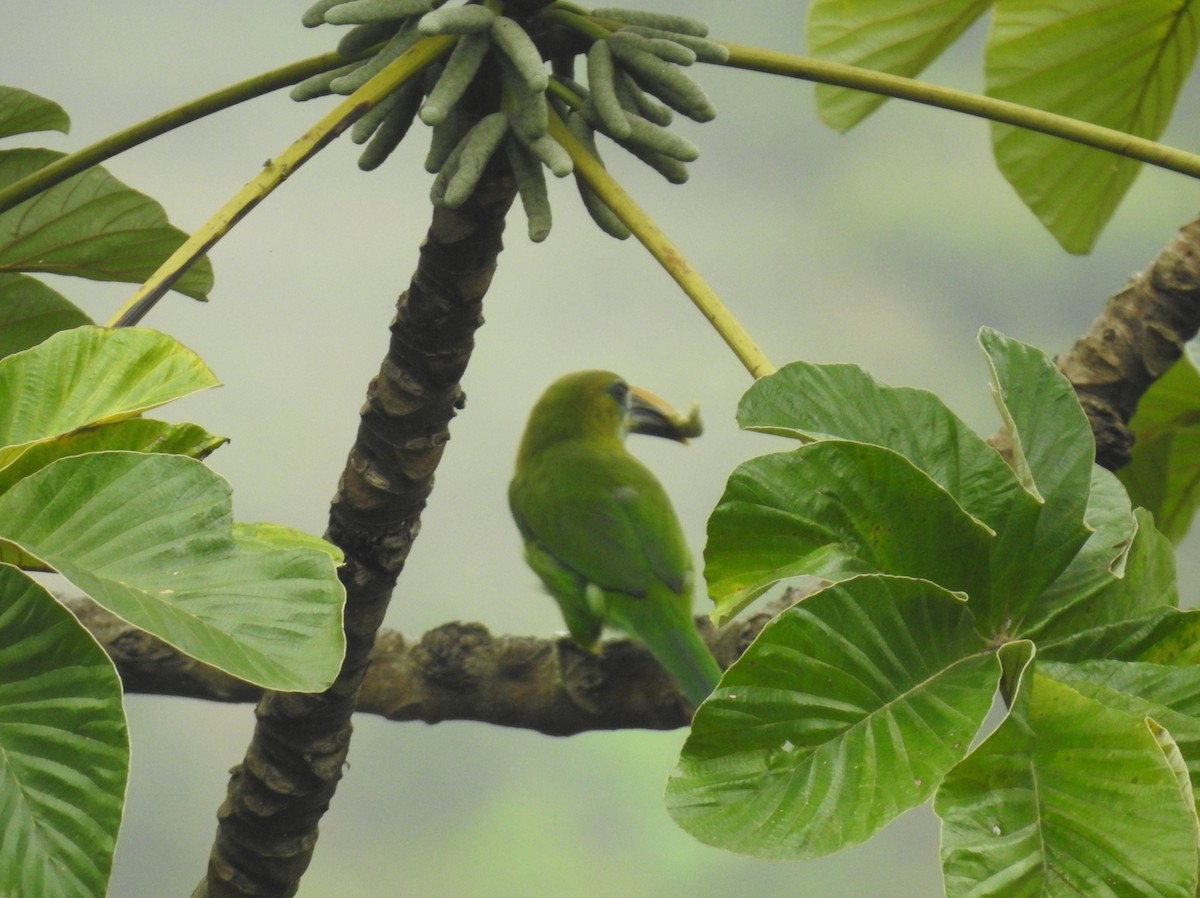 Toucanet à bec sillonné (calorhynchus) - ML608935548