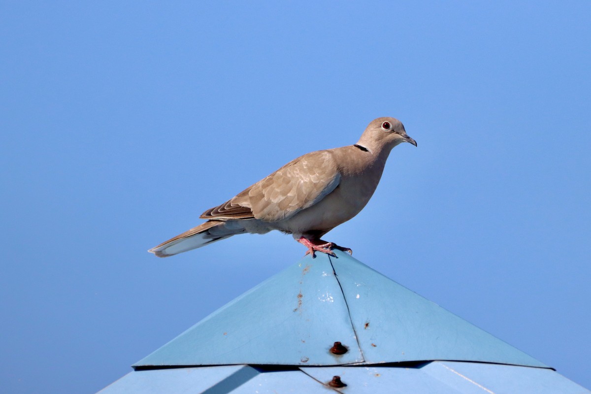 Eurasian Collared-Dove - ML608935605