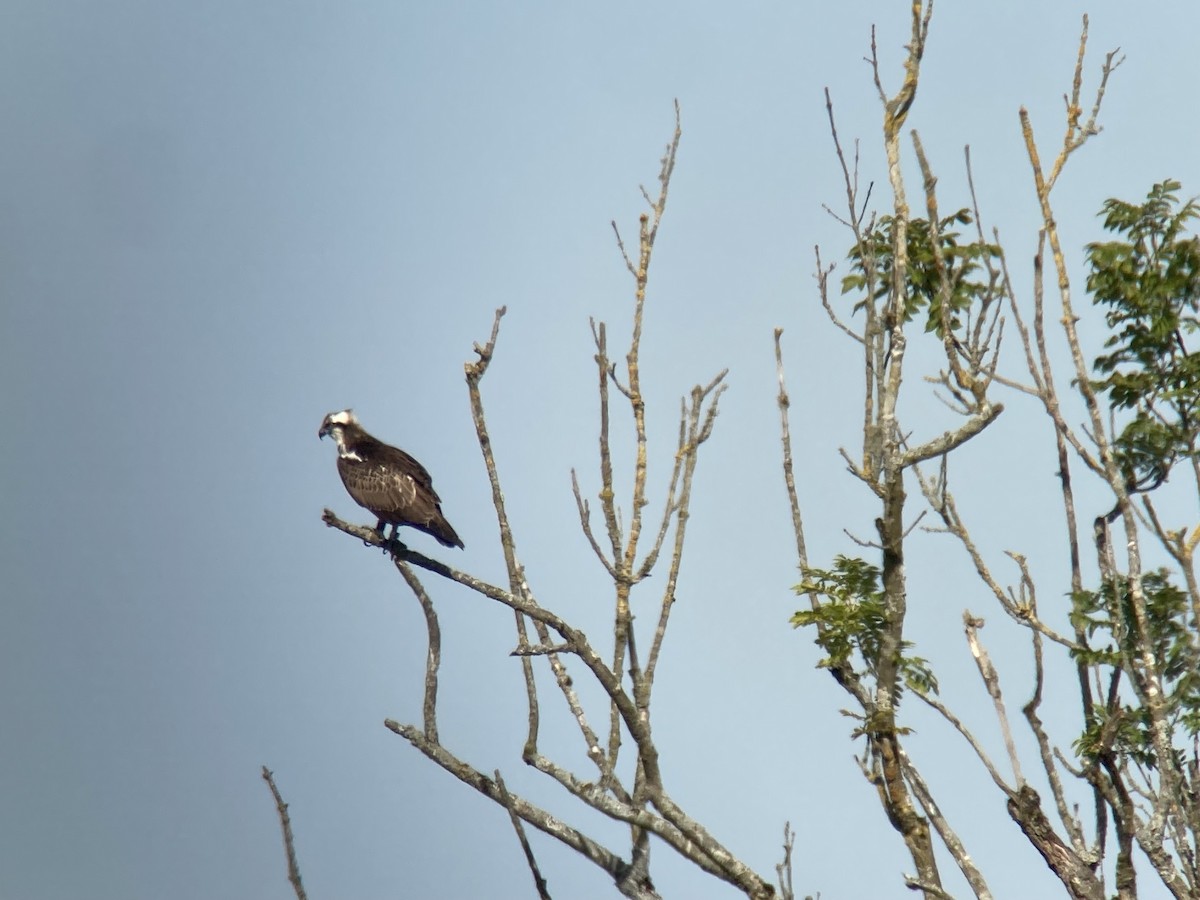 Osprey - ML608935666