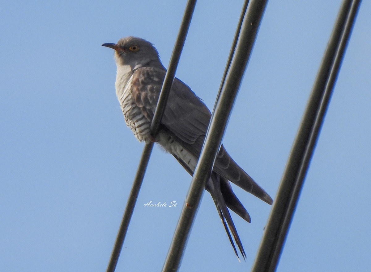 Common Cuckoo - ML608935708